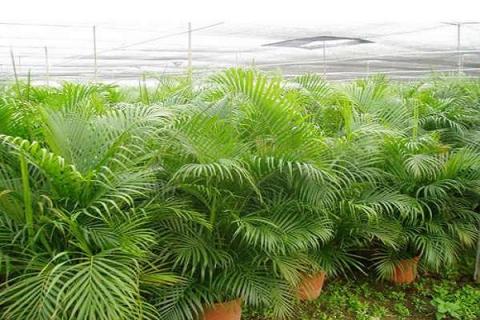 室内观赏价值高的盆景植物有哪些（室内观赏价值高的盆景植物有哪些图片）