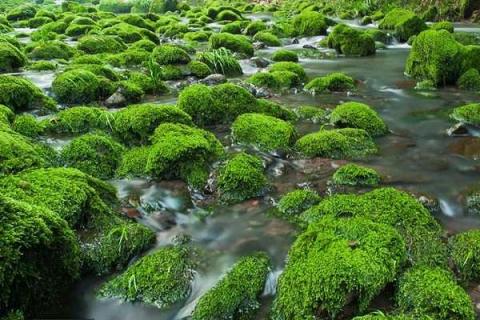 水中青苔怎么快速清除（水中青苔怎么快速清除干净）