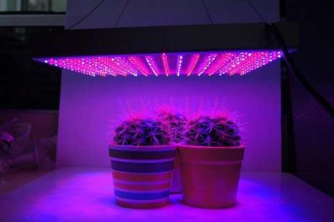 led植物补光灯真的有用吗（led植物补光灯真的有用吗百度）