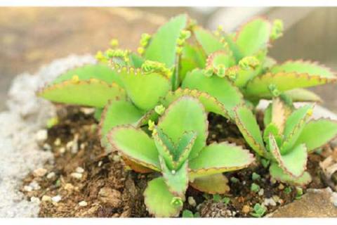 蕾丝公主的养殖方法及简要介绍 蕾丝公主的养殖注意事项