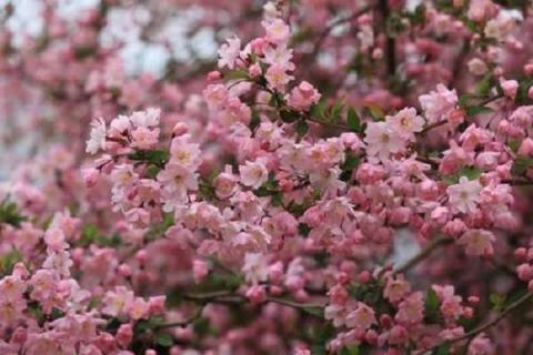 花卉市场前景如何（花卉市场前景如何发展）