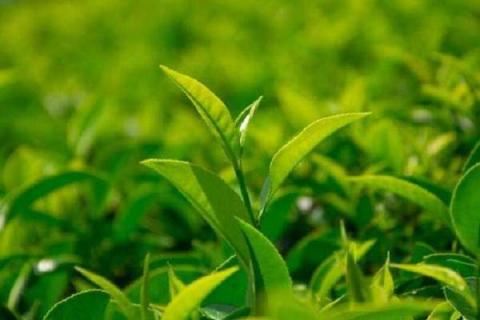 茶叶树的栽培与管理方法 茶叶树种植技术