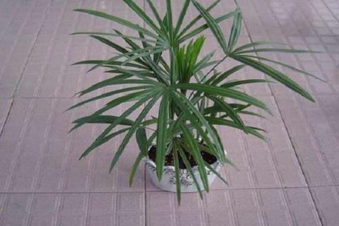 办公桌放什么植物有招财的作用（办公桌放什么绿植招财）