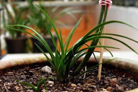 花根生虫子怎么办（花根生虫子怎么办小妙招）