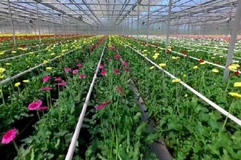 花卉大棚投资多少钱 花卉大棚投资多少钱合适