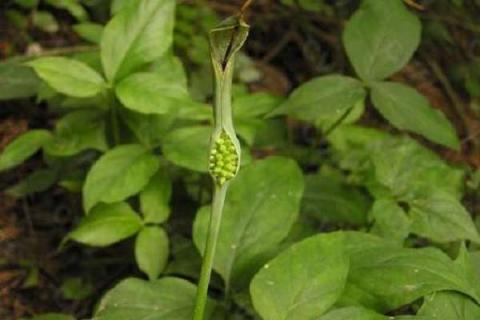 半夏种植技术整理 半夏种植技术视频