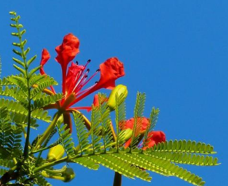 金凤花种子的种植方法是什么（金凤花种子的种植方法是什么样的）