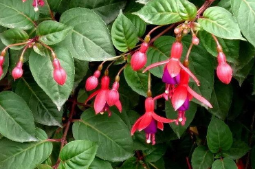 倒挂金钟叶子掉落还能活吗 倒挂金钟叶子干枯脱落还能活吗