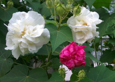 木芙蓉花盆景怎么制作（木芙蓉花盆栽）