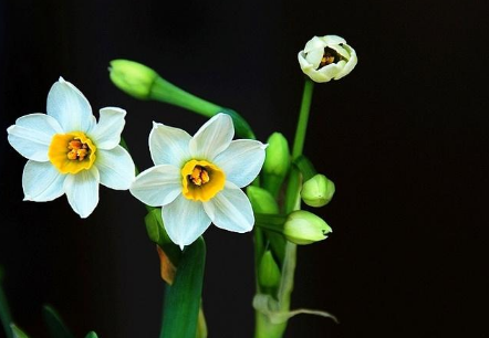 养水仙花对水分有什么要求（水仙花需要什么养分）