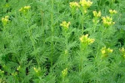 播娘蒿和白蒿的区别是什么 播娘蒿和青蒿的区别