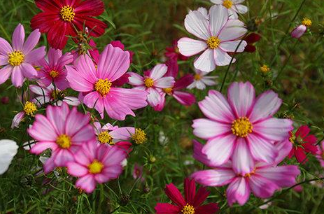 格桑花一年开几次 格桑花养殖方法