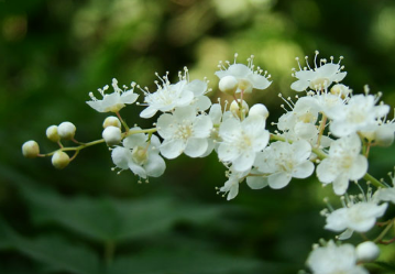 珍珠梅怎么养能开花（珍珠梅怎么养能开花结果）