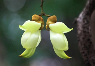 禾雀花怎么养能开花（禾雀花的栽培技术）