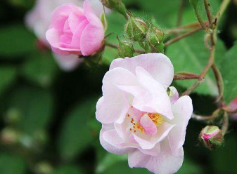 蔷薇开花后需要修剪吗（蔷薇开几次花）