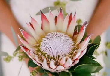 帝王花怎么种植及养护 帝王花怎么种植及养护方法