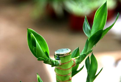 荷花竹可以水培吗 荷花竹可以水培吗图片