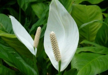 白鹤芋的种植方法（白鹤芋的种植方法视频）