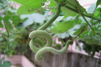 蛇瓜种植有什么要求 蛇瓜种植技术