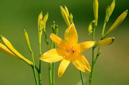 黄花菜高效种植技术要点 黄花菜应该怎么养殖