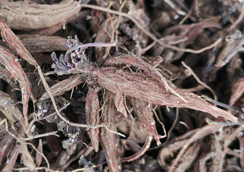 紫丹参种植技术 紫丹参种植技术视频