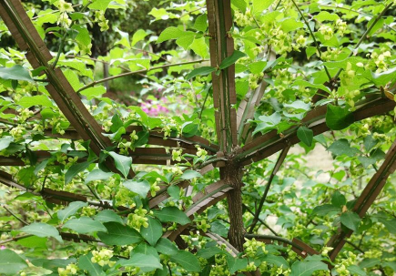 鬼箭羽的种植技术介绍（鬼箭羽如何种植）