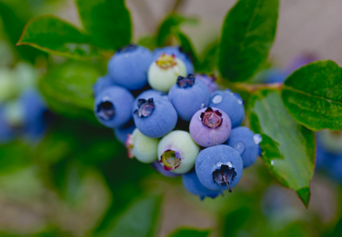 蓝莓怎样种植 蓝莓怎样种植与管理蓝