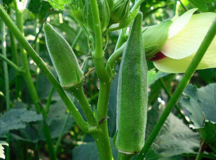 8月份黄秋葵的种植管理要点