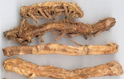 知母什么时候收获 知母什么时候采收