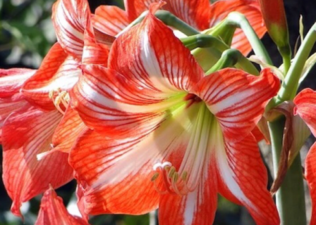 对对红该如何养殖