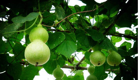 中元节的吉祥植物（中元节的吉祥植物是什么）