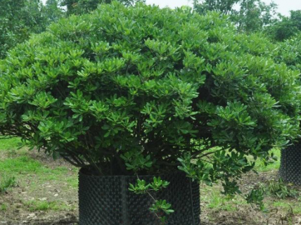 黄杨树叶子发黄如何补救