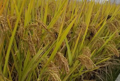 水稻叶片有黄绿斑点是什么病