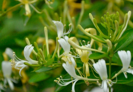 金银花长什么样 金银花长什么样子