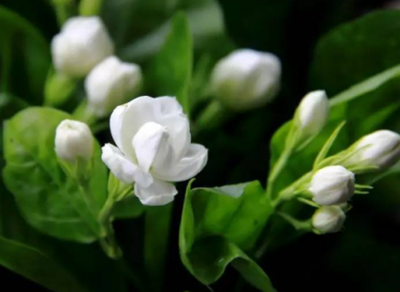 茉莉花几月开花（茉莉花几月开花一年开几次）