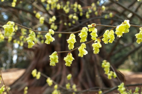 蜡瓣花是什么科 蜡瓣花是什么科什么属