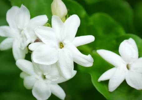 茉莉花夏天几天浇一次水 茉莉花几天浇一次水比较好