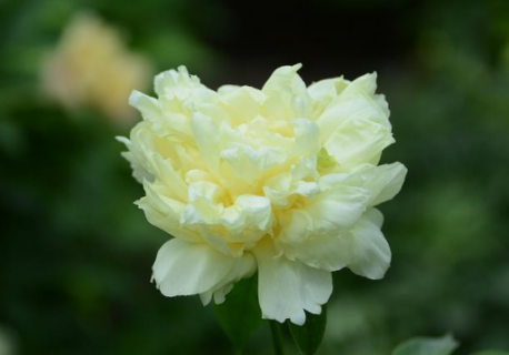 芍药花叶子干枯了是什么原因 芍药花叶子干枯了还能活吗