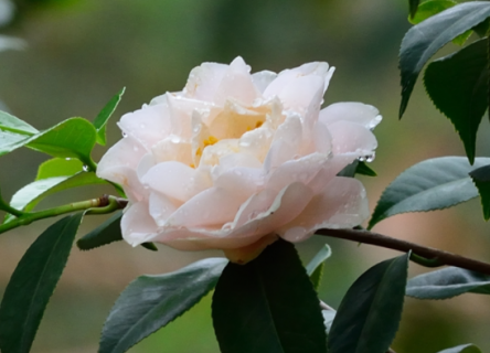 茶花的叶子尖发黄干枯怎么办 茶花的叶子尖发黄干枯什么情况