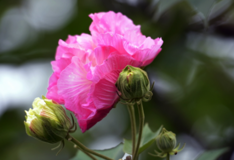 中秋节送花合适吗（中秋节能送花给女友吗）