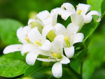 夜来香花香有毒吗 夜来香花香味有毒吗