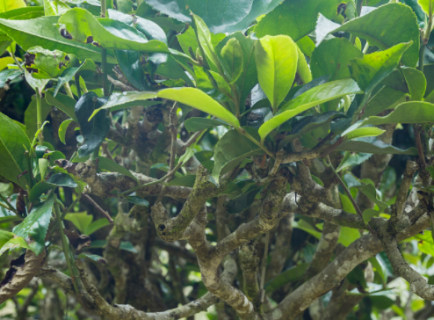 茶花树枯死如何补救