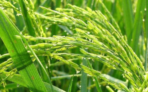 水稻直播田杂草有什么发生特征