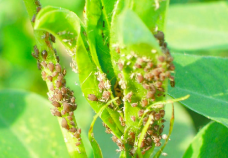 花生了蜜虫怎么处理（花生了蜜虫怎么处理最好）