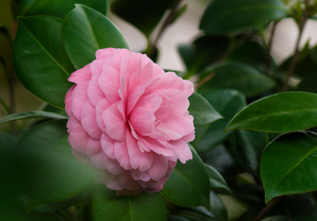 茶花叶子卷了怎么回事 茶花叶子卷了怎么回事图片