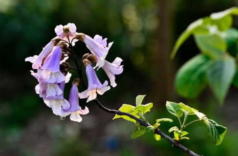 泡桐花怎么养护 科学种植方法是什么