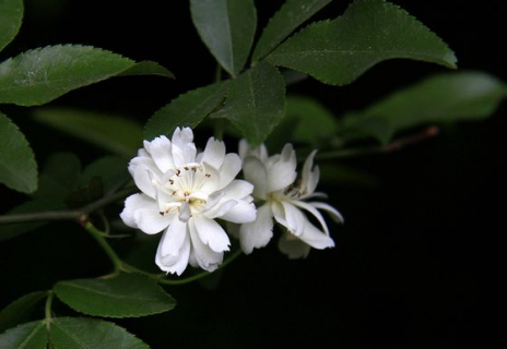 木香花花期有多长（木香花期长吗）