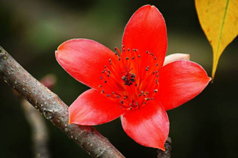 木棉花花期在什么季节（木棉花花期在什么季节开花）