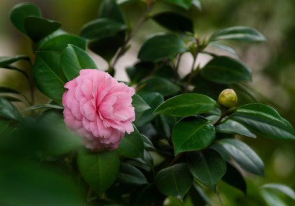 茶花常见病虫害防治 茶花的病虫害防治