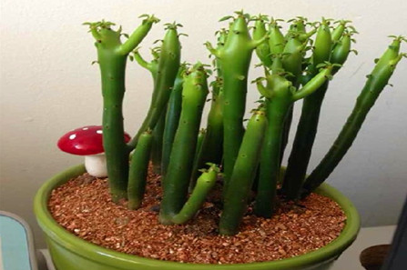 光棍树养护措施有哪些（光棍树好养活吗）